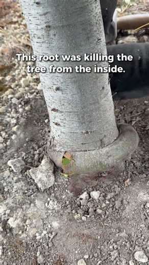Girdling Root Nearly Killed Our Truffle Tree (How I Fixed It With a Chisel)