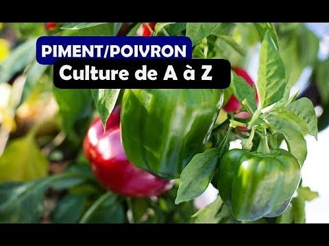 Culture de piment/poivron de A à Z