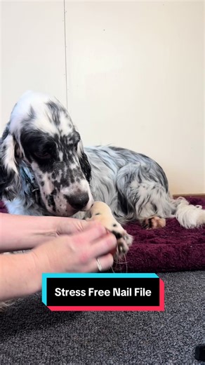 Stress-Free Nail Trimming for Pets