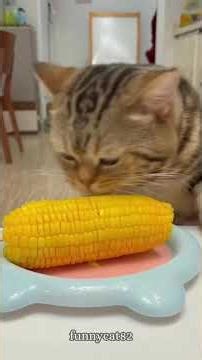 #illustration #tattoo #art #pov #procreate #drawing #whydidntmyexcomeback #digitalart