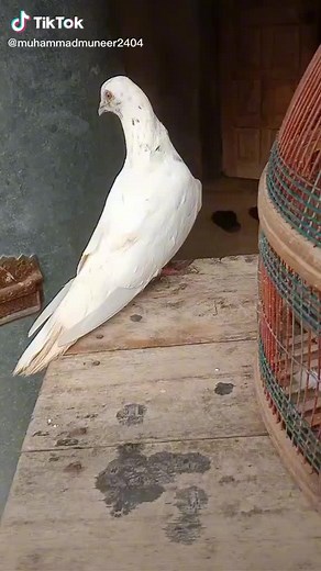 am Munir khan (@am.munir.khan)’s videos with original sound - mahd mehar