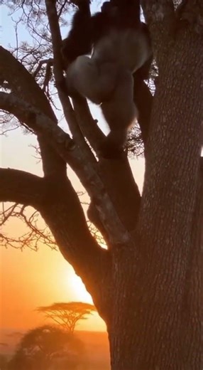 Amazing Reaction: Gorilla Climbs Tree Instantly
