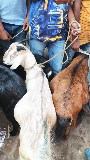 এত খাসি দেখে অবাক হয়ে গেলাম #cow #goat #bull #মহিষেরহাট