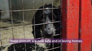 🐾 A year ago we rescued these animals from an address in central Scotland. They were taken to safety at our centres and we provided them with the care that they desperately needed. We are delighted to say that they are all now in loving forever homes in time for Christmas. Keep an eye out this weekend for a very special rehoming ‘tail’! The rescues never stop for our special investigations unit, and this year they have launched investigations into a number of key people who are heavily involved