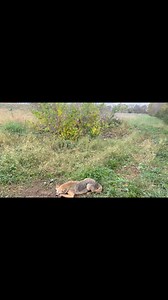 2.1K views · 22 reactions | Coyote Academy on Reels | Facebook