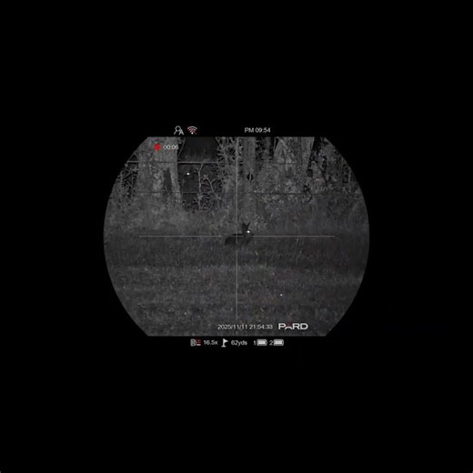 Rabbits Hunting at Night