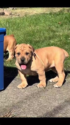 8-Week-Old Boerboel Puppy Love Moments