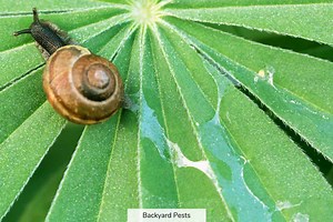 11 Reasons Why Snails Have Slime