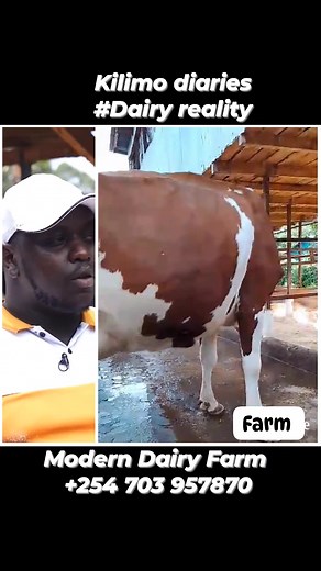 THE DAIRY DARK REALITIES Most farmers normally have good intentions when venturing out, but for various reasons, they make some blunders. Here are some: (1) Buying the Wrong Starter Stock This is especially common for first time dairy farmers. If you are not careful, you can start off on the wrong footing by acquiring an animal whose traits don’t resonate with your dairy farming goals. Good planning will ensure you get the best breed for your region. A good breed is one that will survive in the 