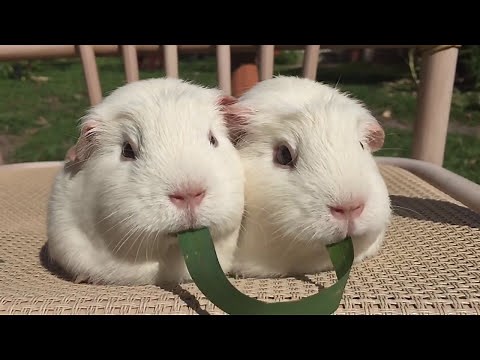 Guinea Pigs Play Tug-of-War With Blade of Grass