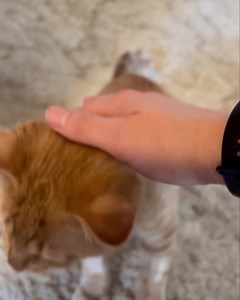 37K views · 2.7K reactions | Donations to support Ace’s care and...