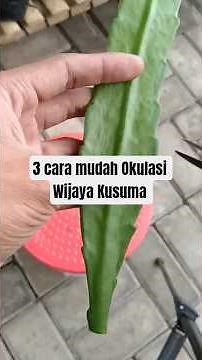 3 cara mudah Okulasi Wijaya Kusuma Hybrid 🌵🔪 #wijayakusuma #bungawisuda #grafting #gardening