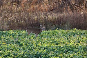 10 Ways to Make Your Food Plots Better Right Now - North American Whitetail