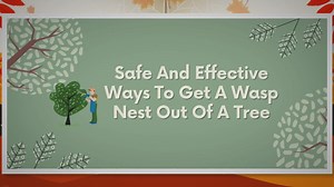 Wasp Nest Extraction: The Definitive Step-by-Step Guide