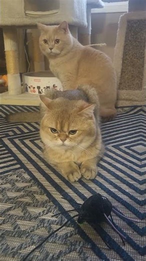 mango biscuit cookie