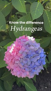 Hydrangeas add beauty to landscapes and thrive in many conditions. Whether you want to plant a flowering hedge, fill a shady spot under a tree, or create a focal point with a flowering tree, there is a hydrangea perfect for your space. Tap the link in our bio to get plants delivered. 🌿📦 #hydrangea #hydrangealove #gardenideas #landscapingideas #landscaping #fastgrowingtrees #garden #plantidentification #flowergardening #shrubs #hydrangeamacrophylla | Fast Growing Trees
