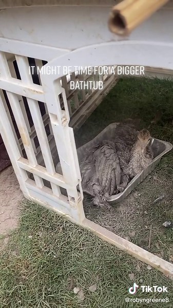 #dustbath #allclean #turkeybabiesinthehouse #growingsobig