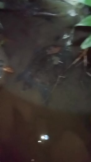 Bulus Jawa, Labi-labi,Amyda Cartilaginea..