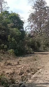 37K views · 1.4K reactions | Superb Male Tiger | Jim Corbett Wildlife & Nature View | Facebook