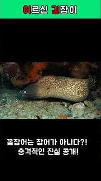 꼼장어는 장어가 아니다?! 장어 종류별 완벽 비교 #꼼장어 #먹장어 #바다장어 #장어종류 - 장어 2편