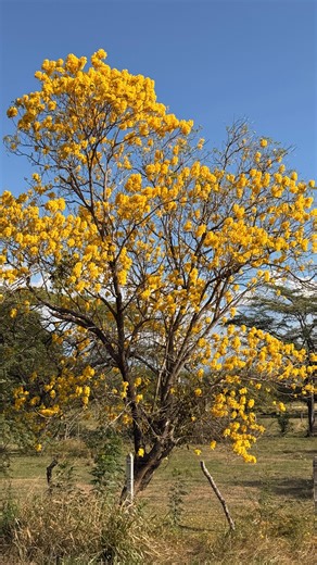 Melissa Velandia on Instagram: "mi peinado favorito y mis esmaltes favoritos de vogue en un solo video??? claro que si 🙂‍↕️🙂‍↕️💘 @voguecosmeticos #publicidad #Voguecosmeticsmakeup #VogueRapidoSecado #redhead #haircare #fashion #moda"