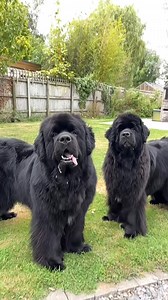 162K views · 5.6K reactions | Caption this 藍 . . . #newfie #newfoundland #newfiesofinstagram #dog #dogs #cutedogs #cutedog #bestdogever #ilovedogs #worldofcutepets #dogoftheday #dogsofinstagram #dogsofinsta #dogsofig #dogsofinstaworld #dogsofinstgram #dogsoftheday #funny #funnymemes #funnyvideos #doggo #mansbestfriend #dog_features #mydogiscutest #dailybarker #weeklyfluff #floof #doglover #doglovers #doglife | Newfoundland Lovers | Facebook