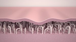 Wrinkle smoothing. Medical 3d animation showing a process of skin rejuvenation, the rebuilding of collagen and elastin fibers, wrinkles removing and skin tightening. The effect of anti-aging treatment