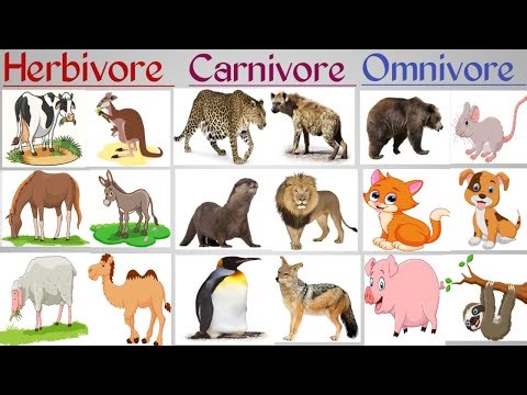 Herbivores Carnivores Omnivores। types of animals and their eating habits।
