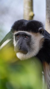 11K views · 929 reactions | Life as a monkey Zookeeper  | London Zoo | Facebook