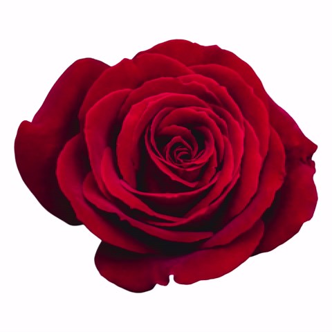 Red Rose Svg Bundle: Floral Clipart,valentine's Day(digital Download) - Etsy