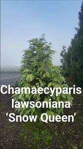 Chamaecyparis lawsoniana ‘Snow Queen’ #gardening #conifer #dwarfconifers #landscaping