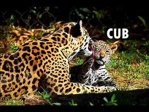 Animal Sounds- Real Animals - Names, Sounds, and Babies' Names - YouTube