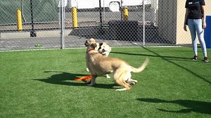 1.4K views · 86 reactions | National Train Your Dog Month is coming...