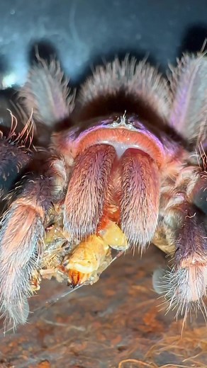 Did you know tarantulas could dance!? 🥴 #petsoftiktok #animalsoftiktok #tarantula #tarantulasoftiktok #educational #wildlife #fyp