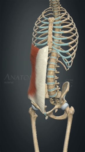 trunk rotation #bpt #anatomy #physiotherapist #biology #physiohub #viral #physiotherapy #motivation