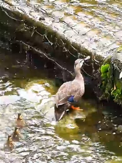 A family of ducklings faces a small step that feels like a mountain to them. One by one, they climb up—except for one tiny duckling left at the bottom. The mother refuses to leave it behind. She jumps down again and again, patiently watching as the duckling tries over and over. For nearly 30 minutes, the little one never gives up. Finally, in a moment of pure courage, the last duckling climbs up all by itself. The family reunites at the top, turning a simple step into an unforgettable story of p