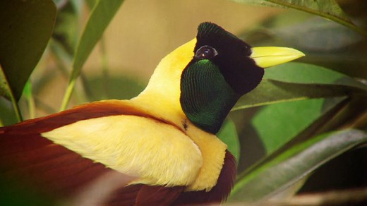 The beautiful red bird of paradise is only found on four tiny islands in the Indonesian archipelago. #DestinationWild | National Geographic Animals
