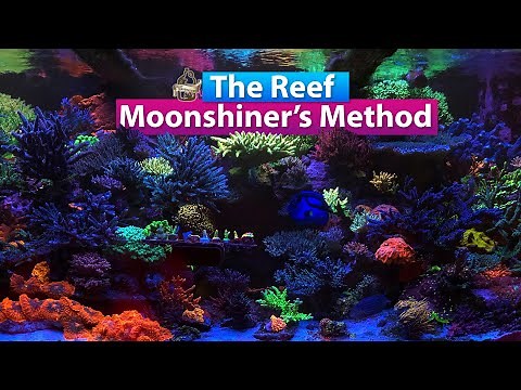 The Reef Moonshiner’s Method - Getting the best coloration from your coral