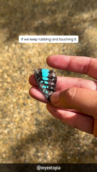 “Have you ever chased a butterfly, only to watch it slip through your fingers? It’s not just their speed—it’s their secret weapon! When we touch their wings, they leave behind a dusting of colorful scales. ✨ But why do their wings turn transparent? 🧐 These ‘dust’ particles are actually tiny scales, each with a purpose – from camouflage to temperature control. When you touch the wing, you disturb this protective layer, causing the scales to fall away. And voilà! The wing becomes transparent. So,