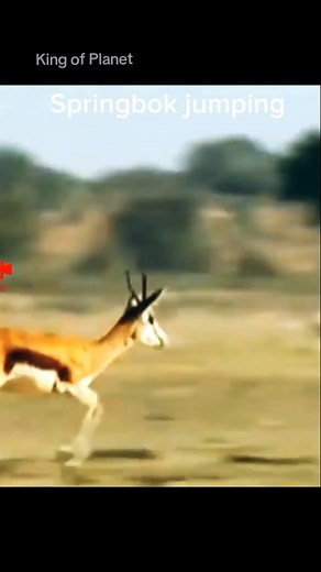 Amazing Springbok Jumping Video