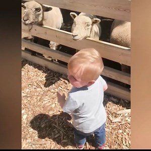 352K views · 10K reactions | Baby discovering animals , funny moments | Amazing World | Facebook