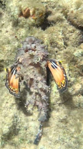 Two Stick Stingfish Displays Defensive Wings 🐟🪸✨