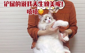 【布偶猫】怎么样打理布偶猫的毛发，吃啥美毛，零食买啥等等