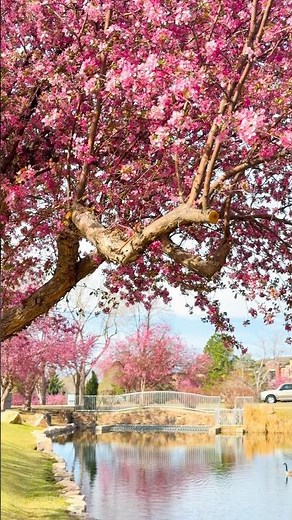 Spring in Centennial, CO