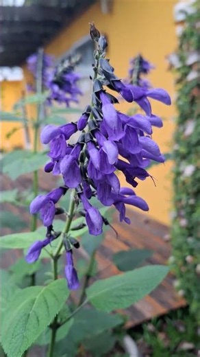 Salvia azul é comestível #pancs #shortsvideo #organic