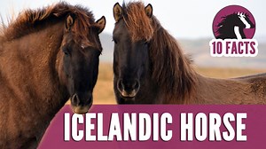 10K views · 890 reactions |  Icelandic Horses delight equestrians around the world with their smooth gaits and exceptional personalities.  Learn more about these amazing Viking Horses in this 10 Fascinating Facts Video! | Discoverthehorse | Facebook