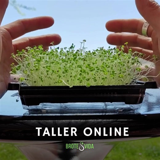 En esta clase gratuita y en vivo, aprenderás paso a paso cómo germinar semillas en casa, sus cuidados y el proceso detrás de su crecimiento. 🌱 Es un proceso que ha sido usado desde tiempos antiguos por distintas culturas y hoy inspira a muchos que buscan reconectar con la alimentación natural en su forma más pura. Será una introducción sencilla y práctica a una forma más consciente de preparar lo que comes y de reconectar con la naturaleza. 💻 Al inscribirte te enviaremos el enlace cuando se ac
