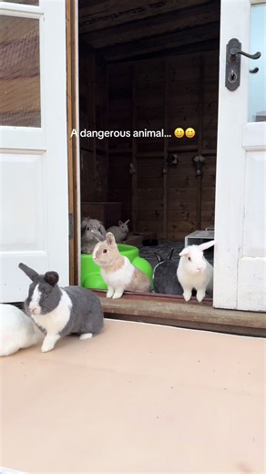 cottontail_bunniesfield (@cottontail_bunniesfield)’s videos with A dangerous profession - PBS Nature