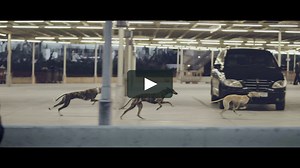 VW GOLF RABBIT - Galgos