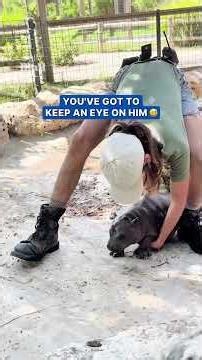 Baby hippo is always trying to run away